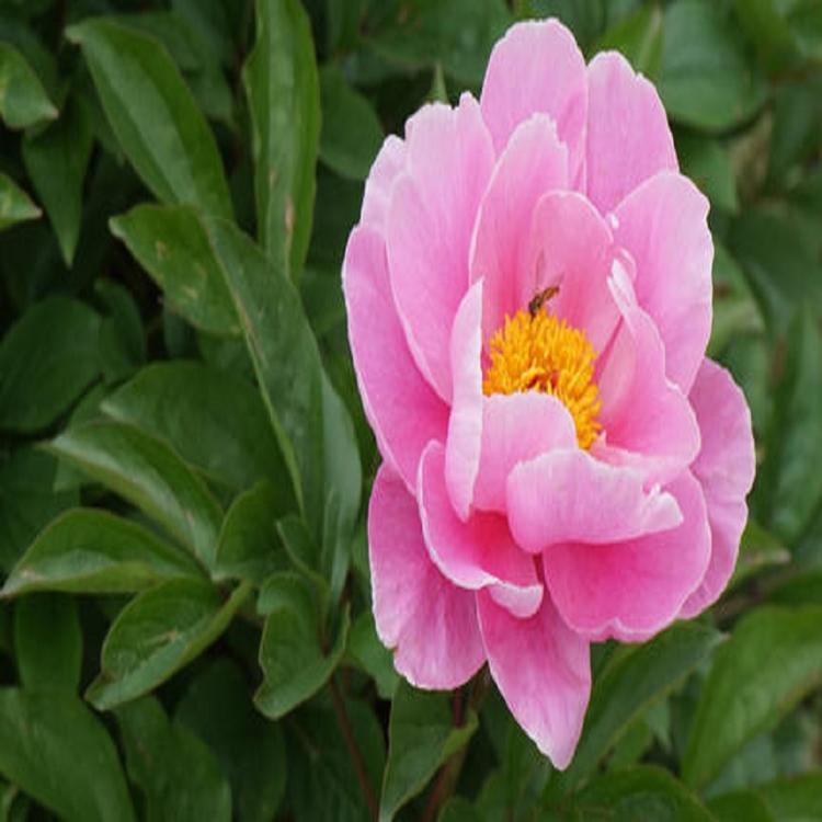 基地货源 芍药花培育基地 供货商