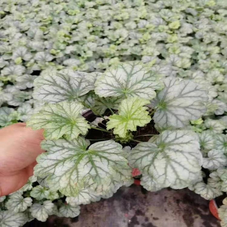 陕西矾根 矾根价格