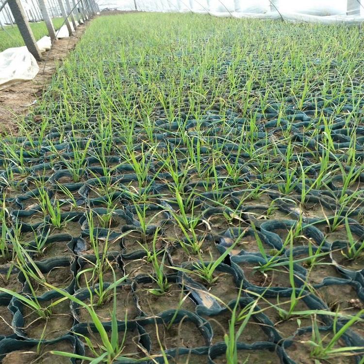 蒲苇种植基地 河南蒲苇