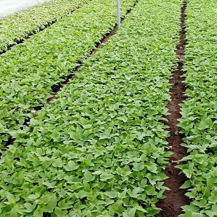 批发金叶薯 花坛盆栽金叶薯 青州多年生草本金叶薯基地 批发优惠