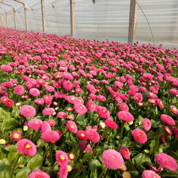 雏菊价格 青州花卉 耐寒花卉雏菊 雏菊种植基地