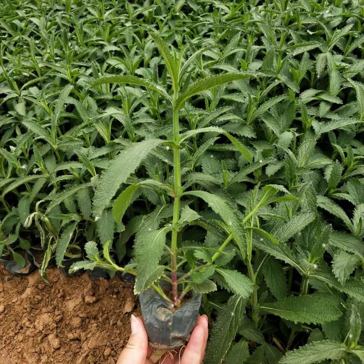 柳叶马鞭草小苗 青州花卉基地 马鞭草价格