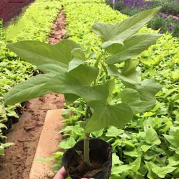 基地直销金叶薯 金叶薯 多年生宿根花卉 地被湿地植物 顺和花卉