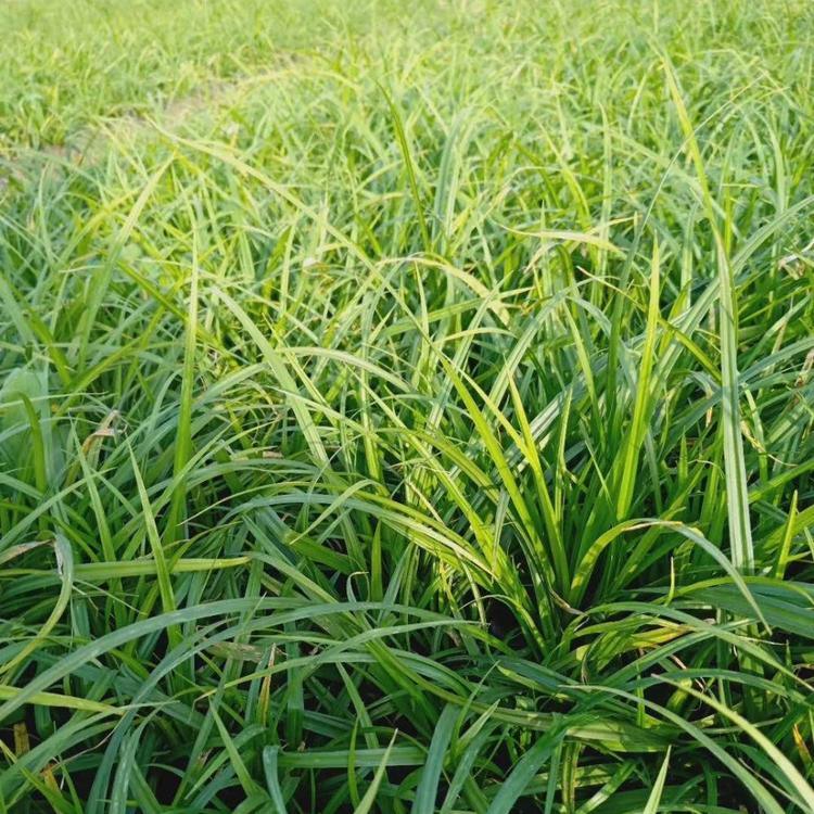 崂峪苔草基地 崂峪苔草价格