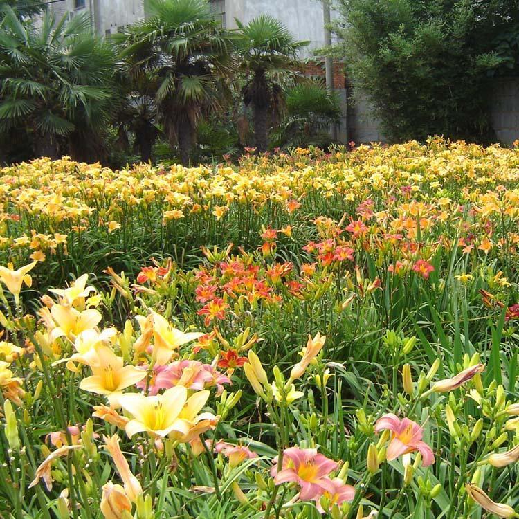 湿地护坡开花草坪红运萱草 小苗供应 景观草花红运萱草价格