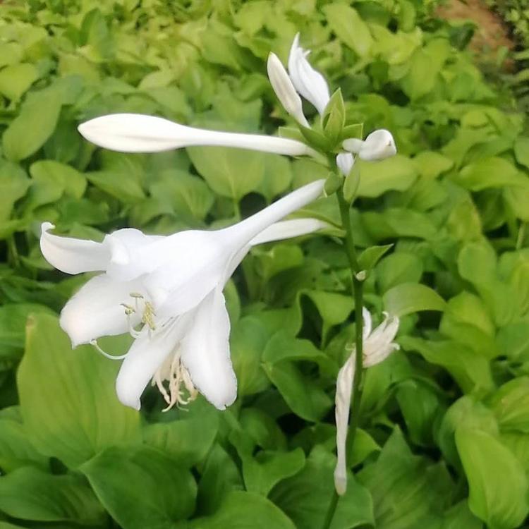 白玉簪基地 白玉簪价格