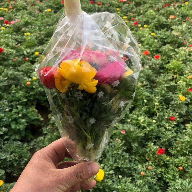 凯洋花卉供应芹叶牡丹 芹叶牡丹鲜切花大量供应