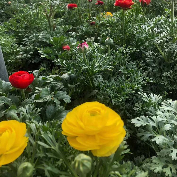 青州凯洋种植芹叶牡丹 芹叶牡丹鲜切花大量供应