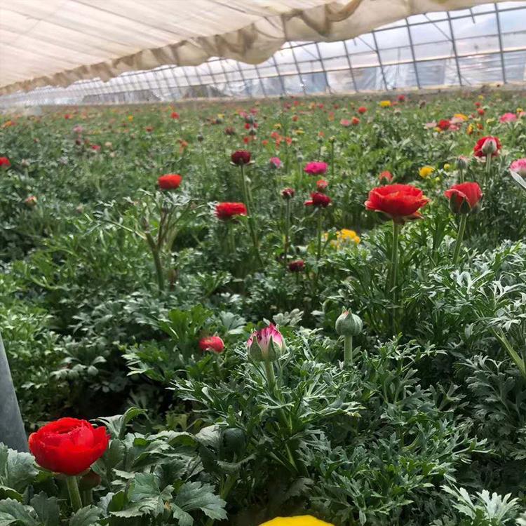 青州凯洋种植芹叶牡丹 芹叶牡丹鲜切花批发价格实惠