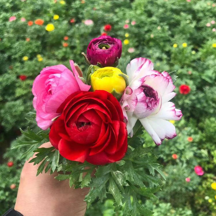 凯洋花卉供应芹叶牡丹 芹叶牡丹盆栽批发价格实惠