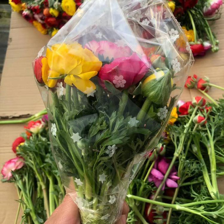 芹叶牡丹鲜切花批发价格 芹叶牡丹基地种植