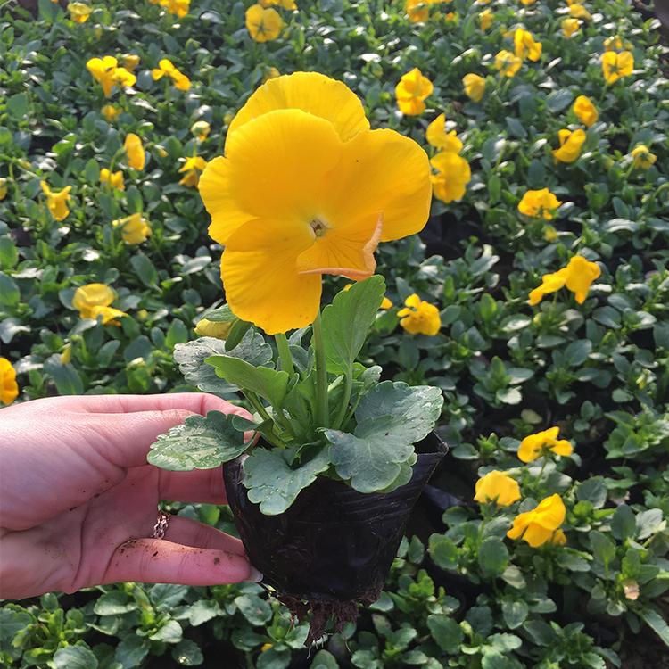 冬季抗冻草花 三色堇价格 三色堇批发基地 三色堇种植