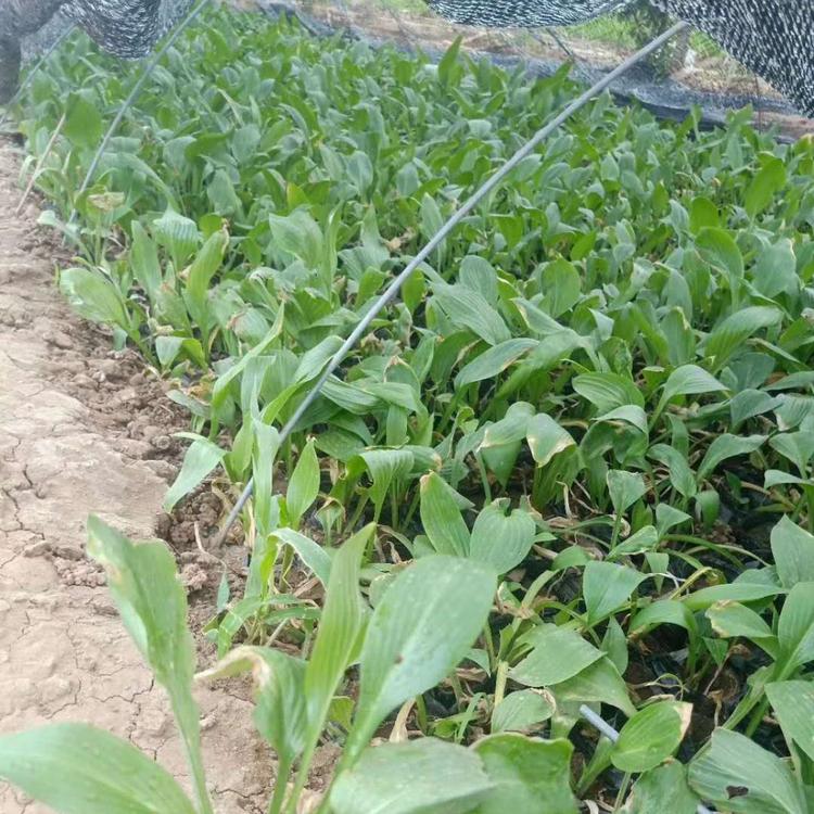 紫玉簪价格 紫玉簪基地
