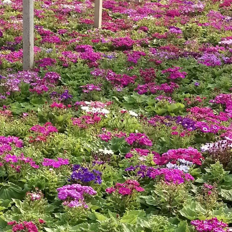 瓜叶菊基地种植 河北盆栽瓜叶菊批发商