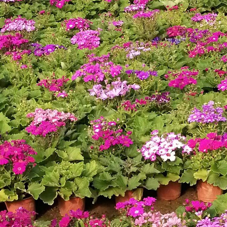 瓜叶菊批发价格 青州盆栽瓜叶菊批发商