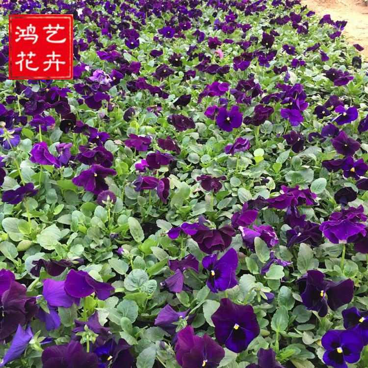 长期供应品质好的三色堇 山东三色堇基地棚批发 三色堇价格