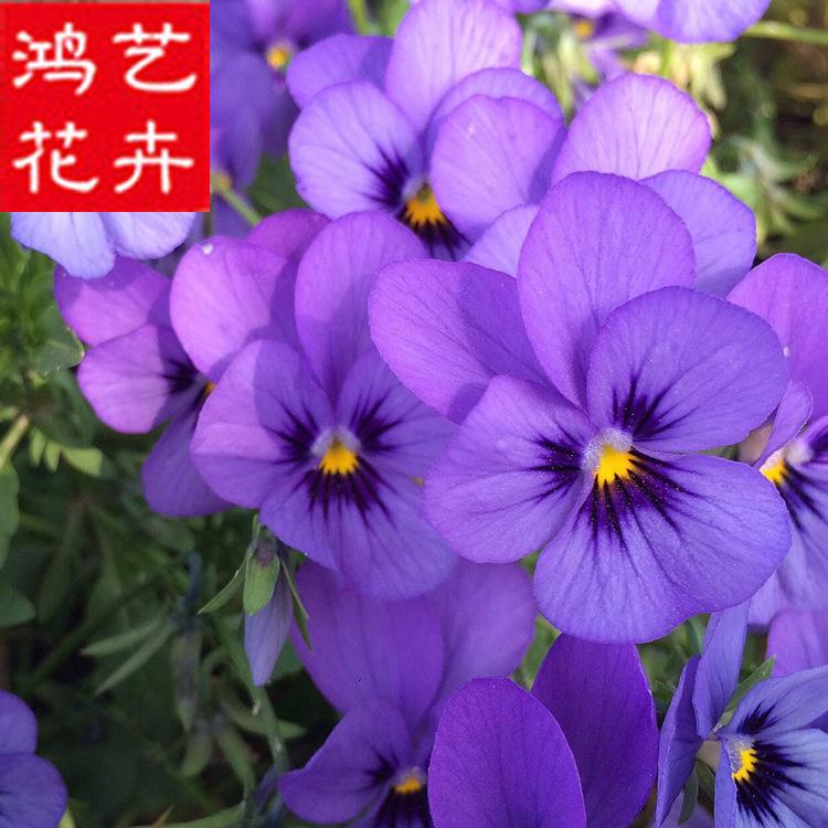 【正在销售中】三色堇批发 三色堇价格