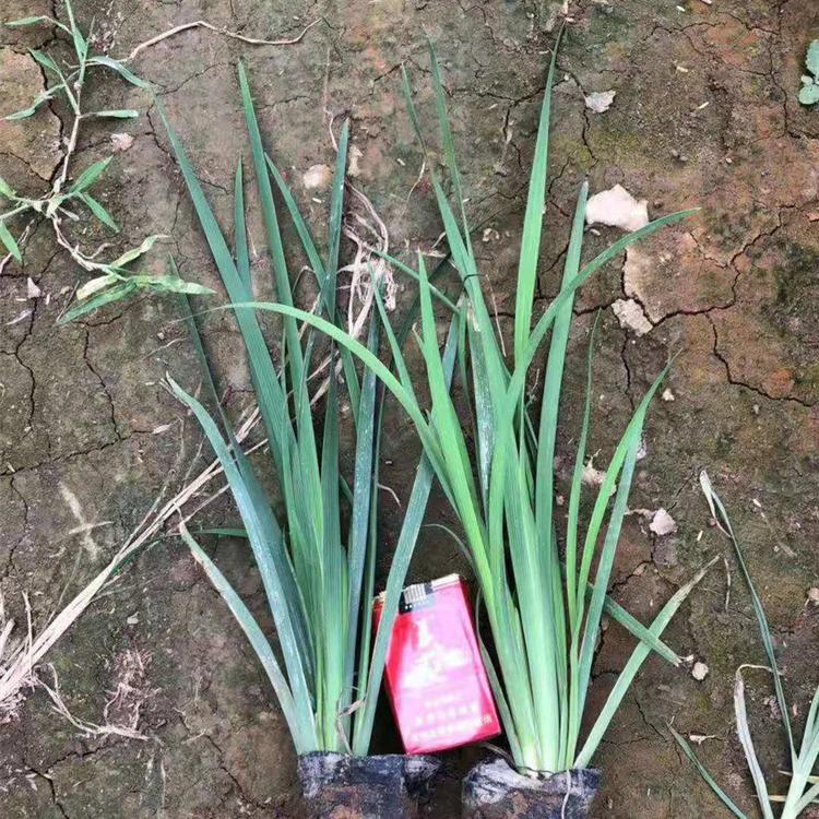 山东马兰花基地   鑫杰 现货出售马兰  价格优惠
