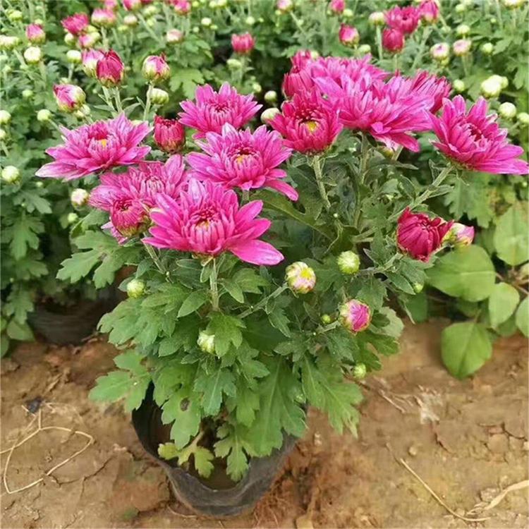 国庆菊盆栽种植 租摆国庆菊供应商