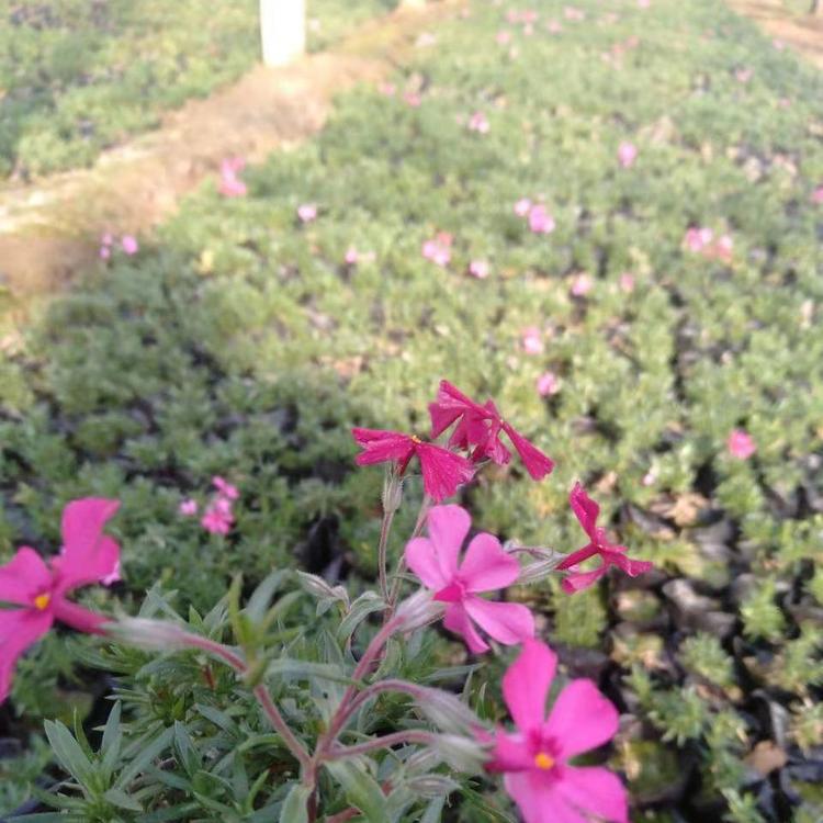 福禄考供应 基地种植福禄考   山东福禄考批发商