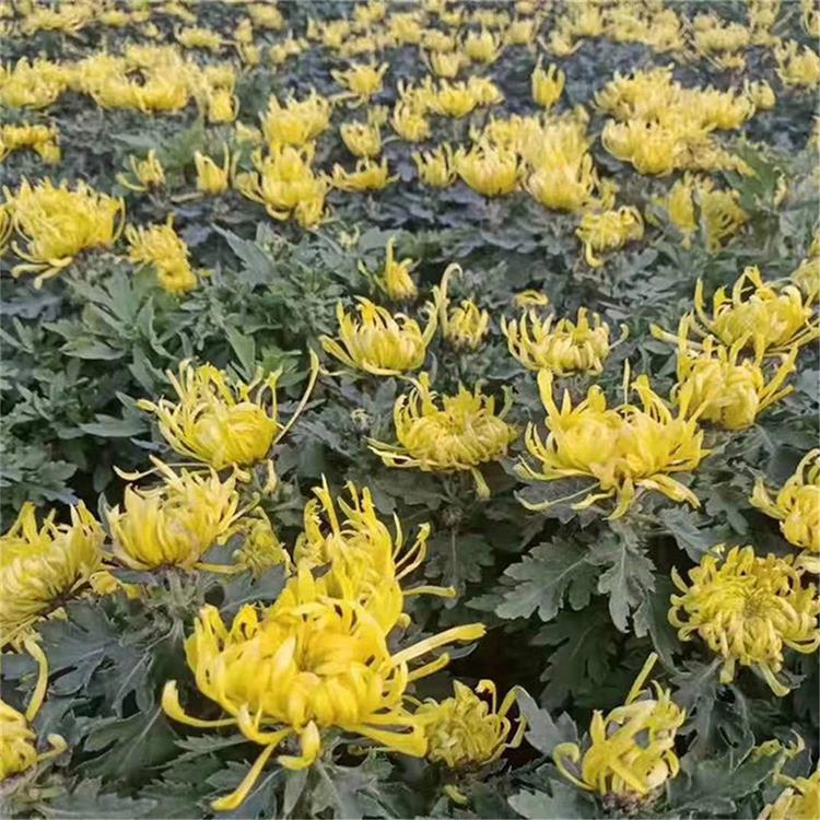 租摆专用国庆菊批发价格  山东大型的国庆菊种植基地