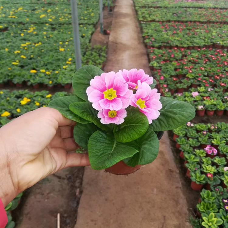耐寒花卉 大量批发报春花 精品报春花价格 观赏花卉