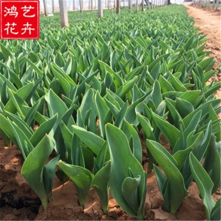 鸿艺郁金香批发  郁金香批发价格  郁金香大量出售