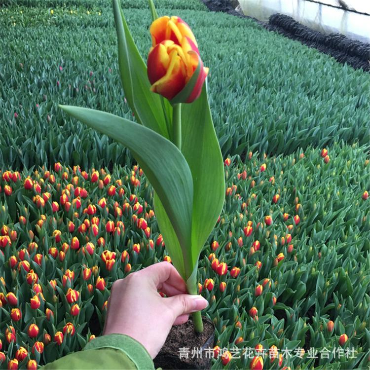 销售郁金香种球 花海种业 郁金香种球价格