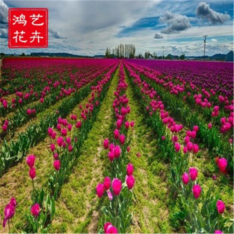 【鸿艺花卉】全国热卖郁金香小苗 欢迎咨询郁金香价格