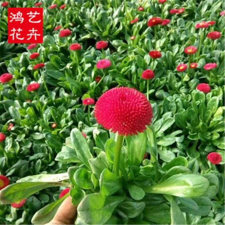 青州培育供应 雏菊菊花盆栽 雏菊价格  基地直销