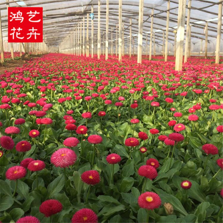 潍坊雏菊种植基地 雏菊大量批发 购买多多优惠多多