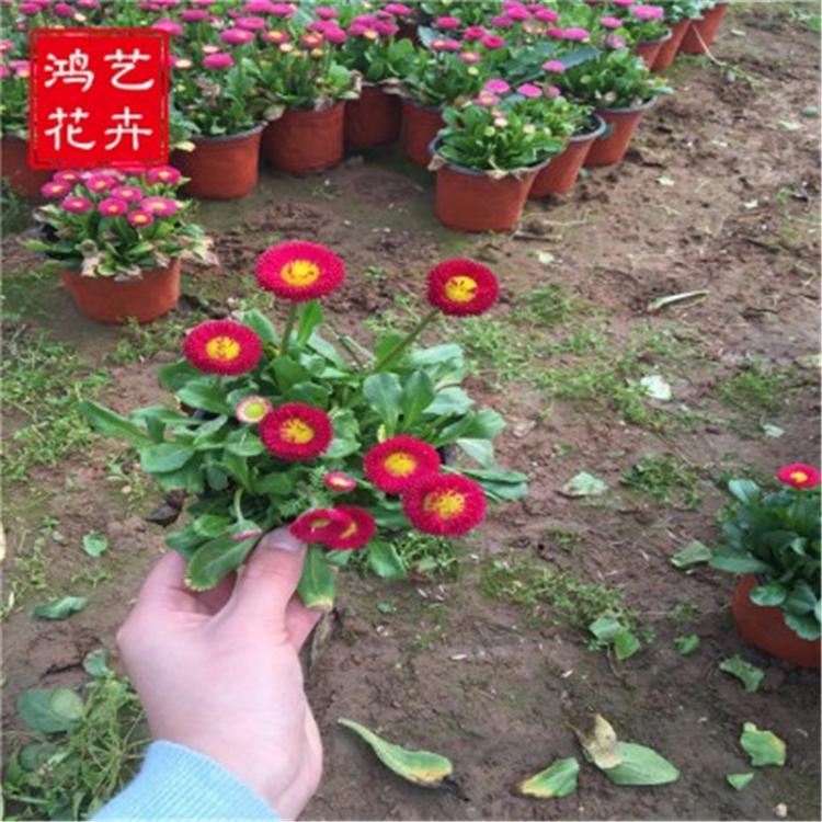 雏菊批发 雏菊基地 雏菊苗 春菊种植