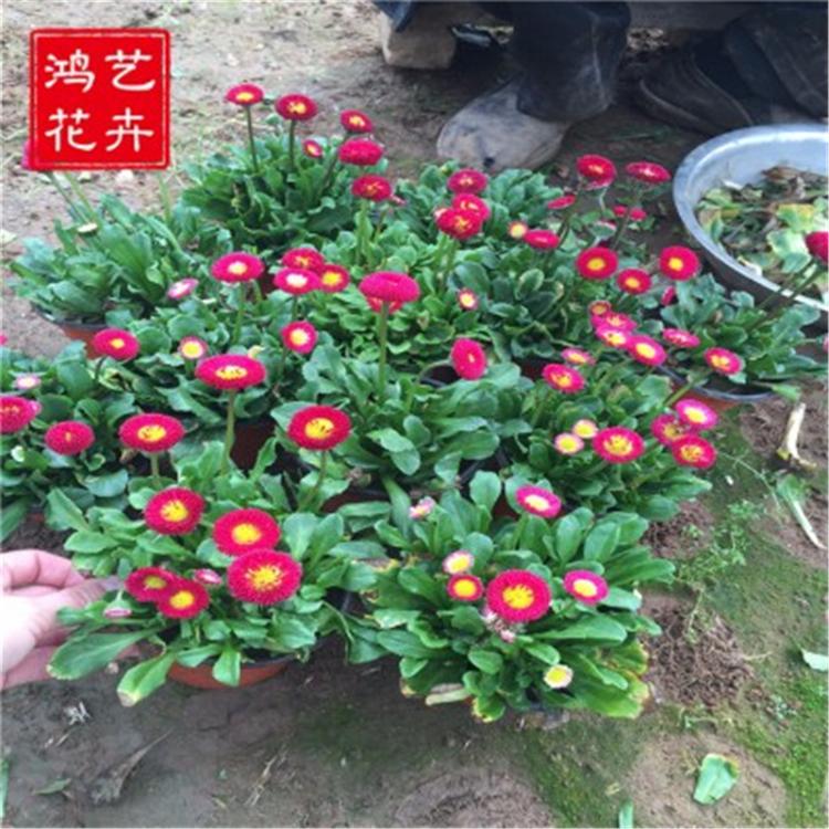 【快来快来】大盆雏菊 大量批发大盆雏菊  基地直销大盆雏菊