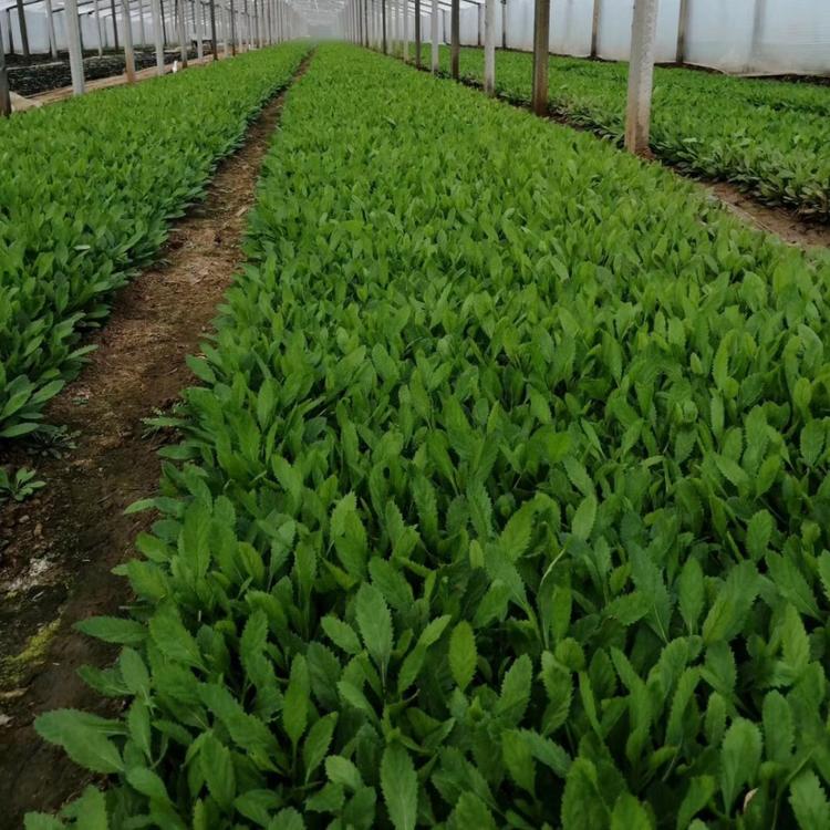 花海景观马鞭草 柳叶马鞭草青州基地 柳叶马鞭草价格