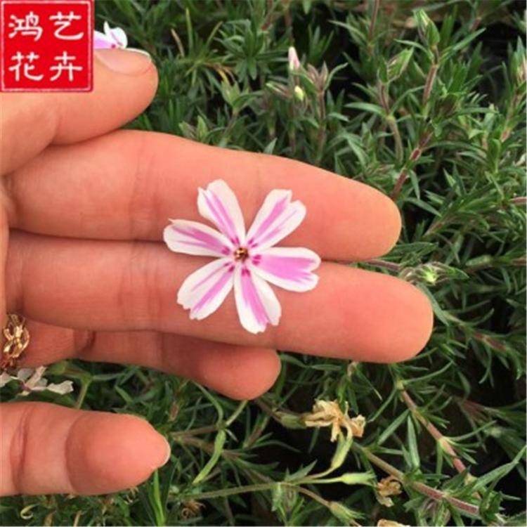 青州芝樱育苗基地芝樱花海 芝樱种苗批发芝樱花卉苗 多色