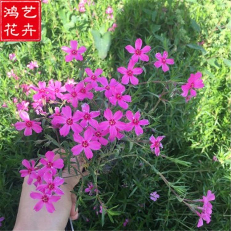 【看过来】芝樱花海基地 基地大量批发 多色芝樱小苗价格