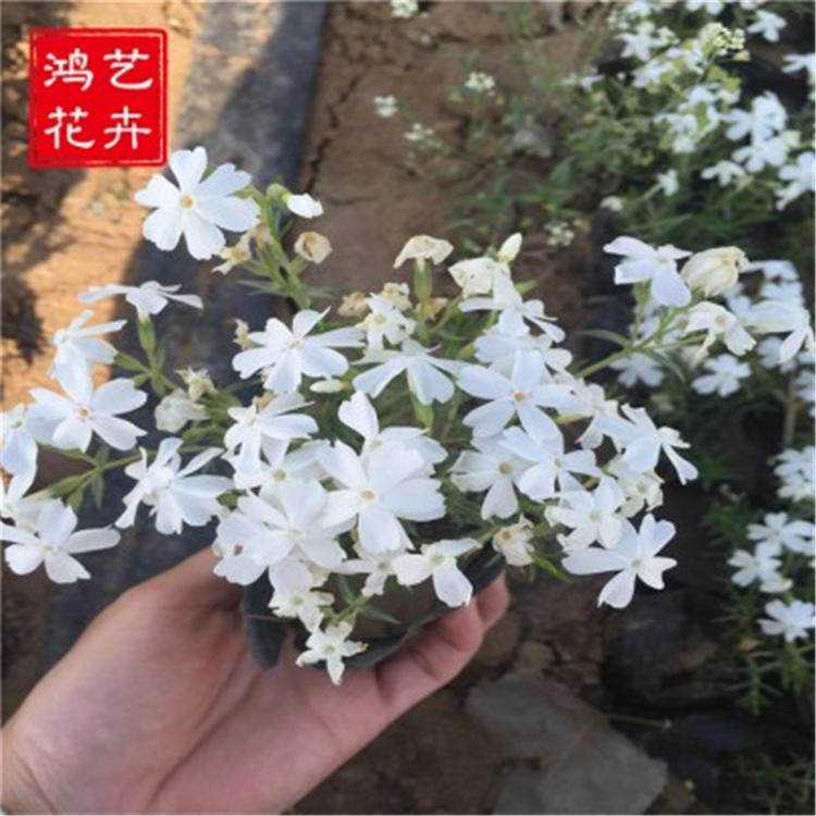 批发地被植物福禄考 丛生福禄考 宿根福禄考 多花色 芝樱