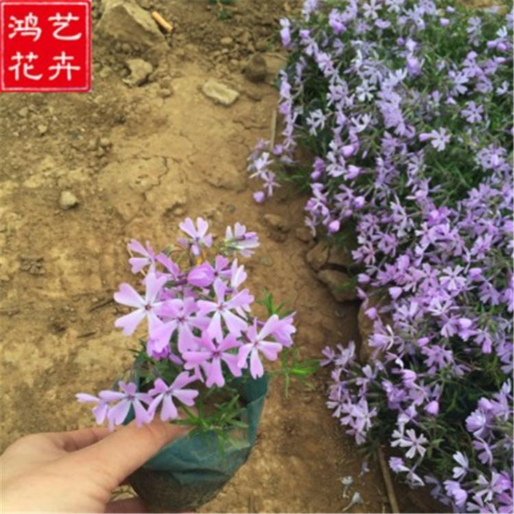 供应品种好的芝樱花【太美了】 全国热卖 青州芝樱花批发