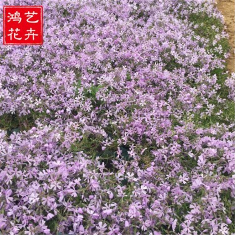 青州芝樱花种子批发 品种好的芝樱花价格 基地价格优惠