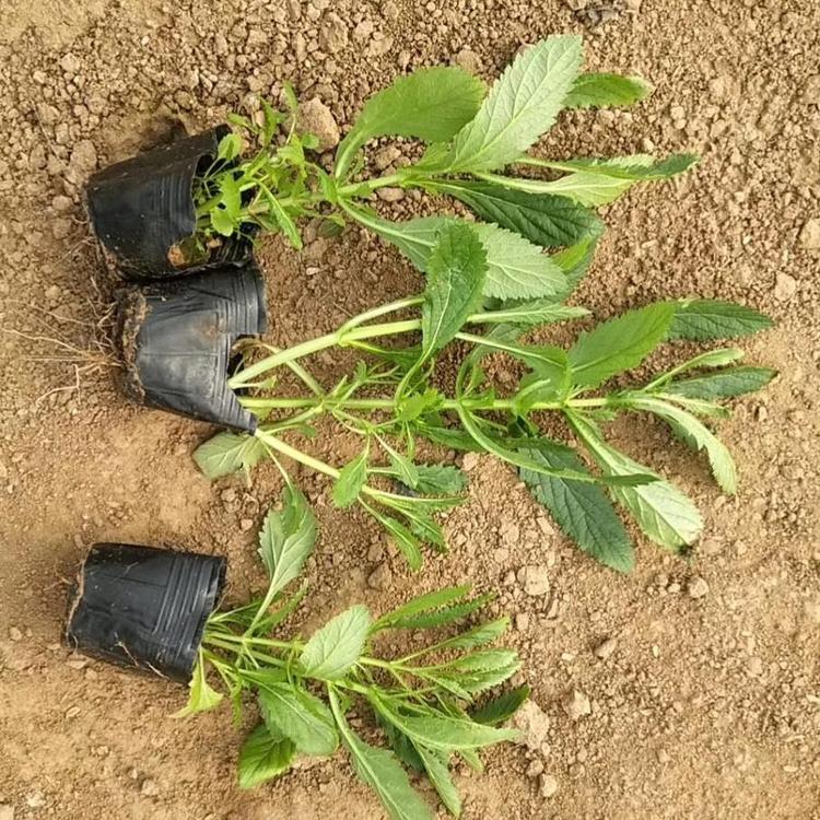 柳叶马鞭草.柳叶马鞭草品种