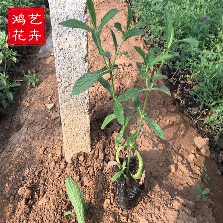 全国柳叶马鞭草批发 基地直销 柳叶马鞭草价格