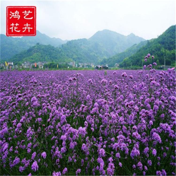 品种好的柳叶马鞭草价格 马鞭草基地大量批发 欢迎咨询