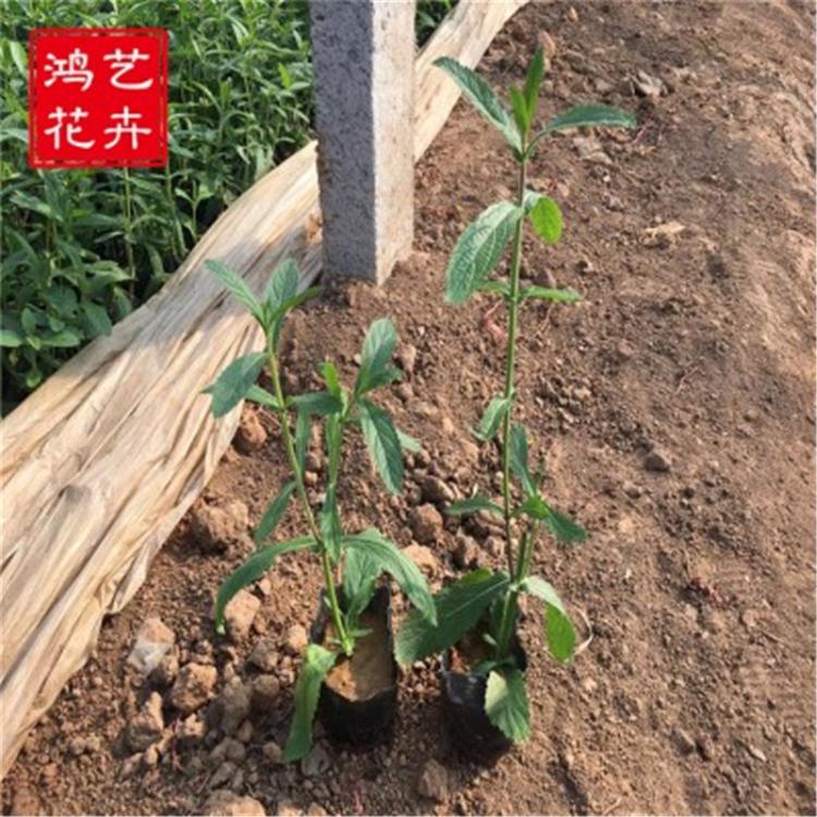 值得信赖的鸿艺花卉 马鞭草基地批发 马鞭草种子价格