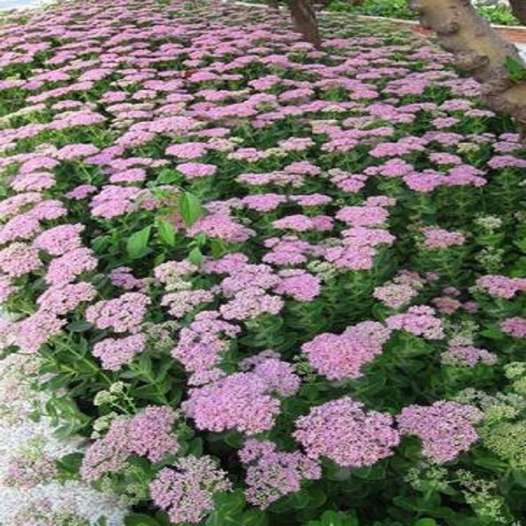八宝景天报价  八宝景天种植基地