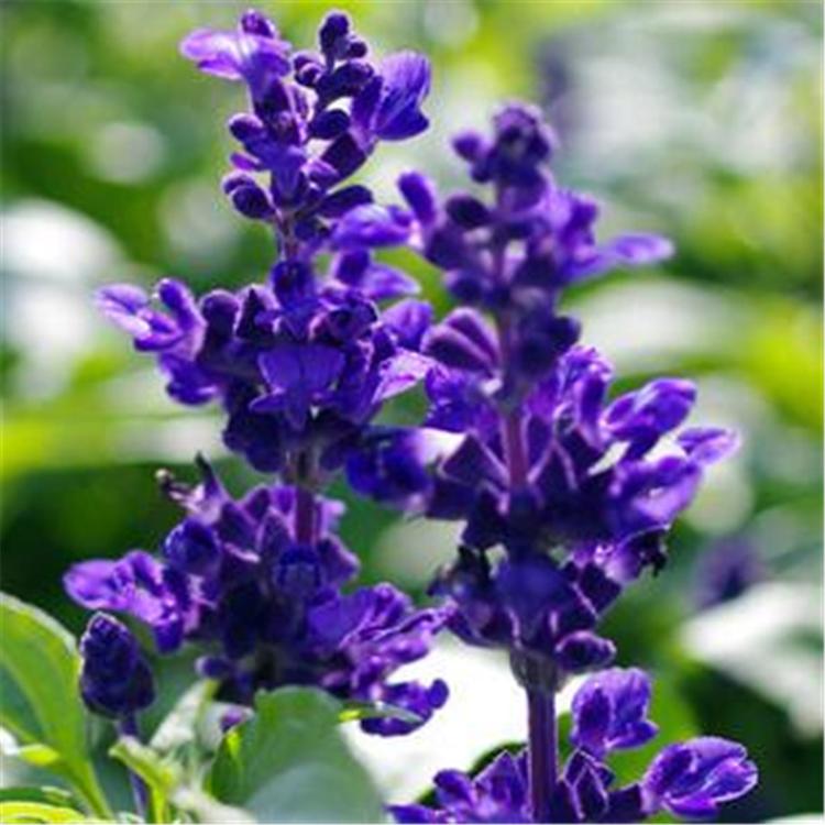 山东蓝花鼠尾草大量批发价格 蓝花鼠尾草种植基地 欢迎咨询