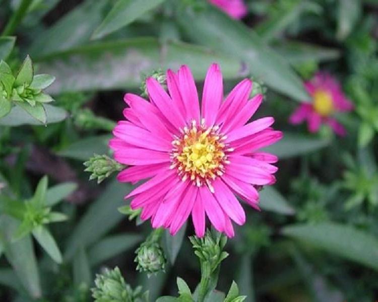 柳叶菊批发价格 柳叶菊供应商 柳叶菊种植基地