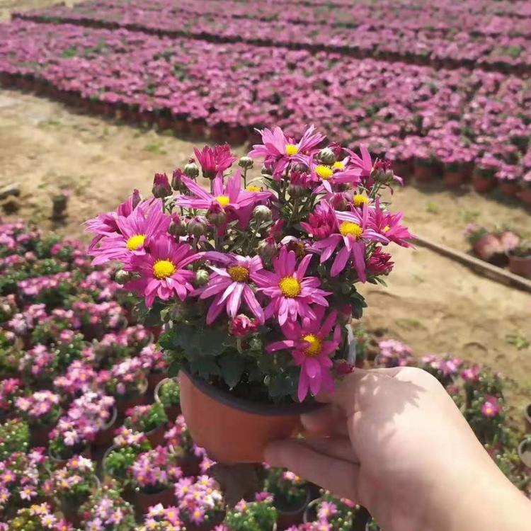 荷兰菊 花坛用荷兰菊批发价格