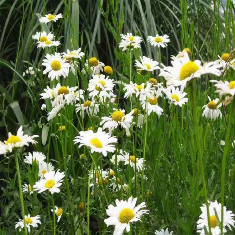 大滨菊 大白菊 西洋菊 大滨菊种植基地