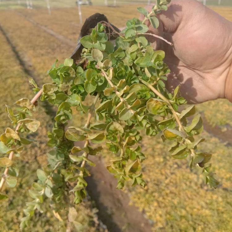 金钱草基地 金钱草价格