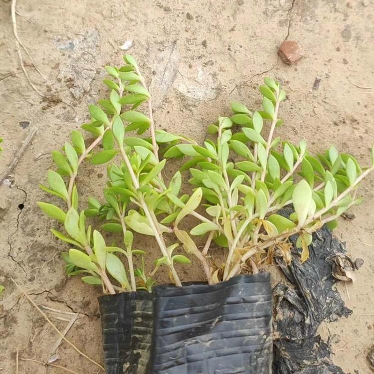 垂盆草基地 垂盆草价格